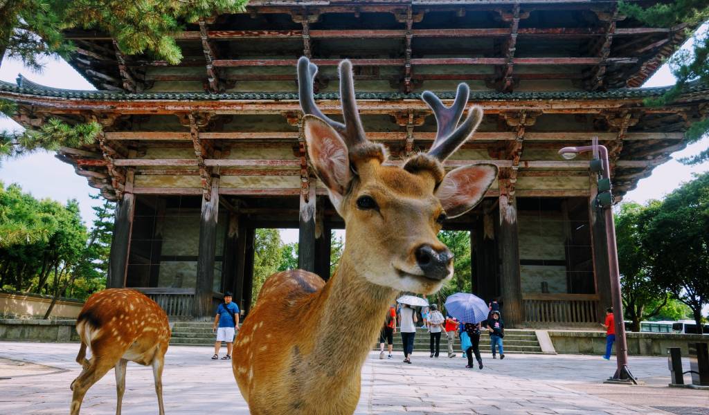 Deer-and-Gate-1024x600-1.jpg